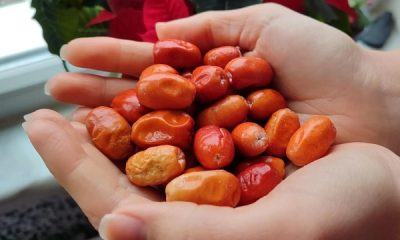 Tam bir toksin savar: Hünnap, vücudunuzdaki kirli kanı tertemiz yapıyor!